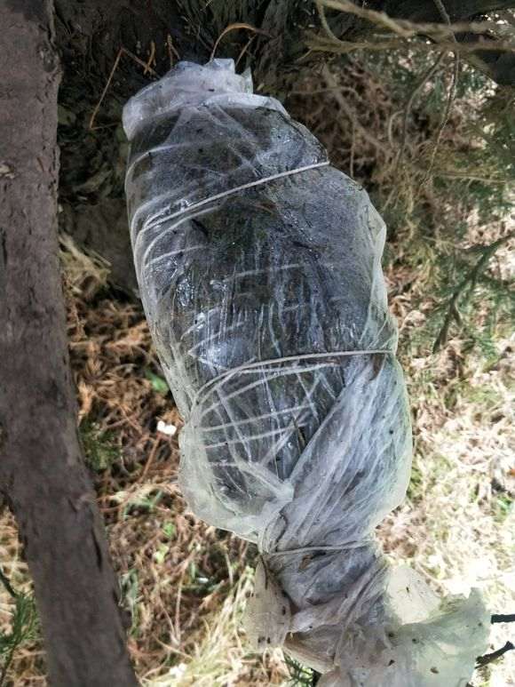 怎么环剥高压真柏下山桩的老枝