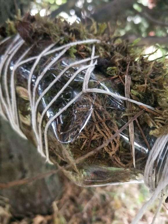 怎么环剥高压真柏下山桩的老枝