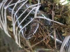 怎么环剥高压真柏下山桩的老枝 图片