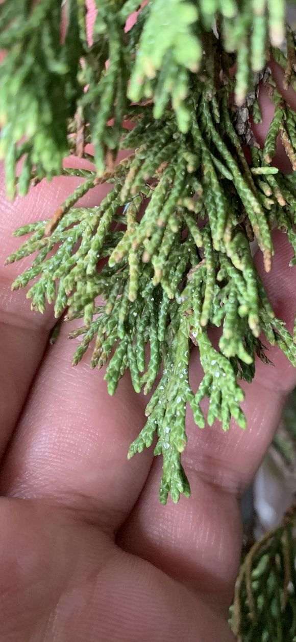 真柏下山桩生白点病 太恐怖了 还会传染