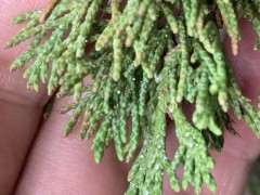 真柏下山桩生白点病 太恐怖了 还会传染