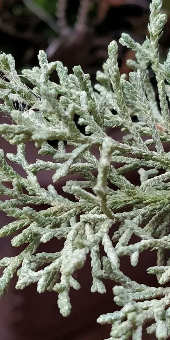 纪州真柏下山桩的叶子怎么都这样子