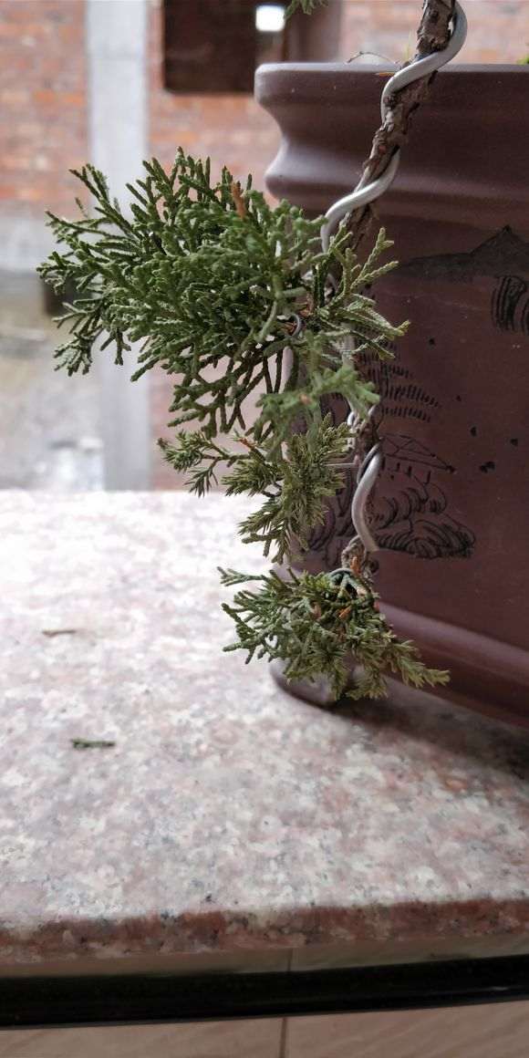纪州真柏下山桩的叶子怎么都这样子