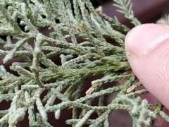 纪州真柏下山桩的叶子怎么都这样子