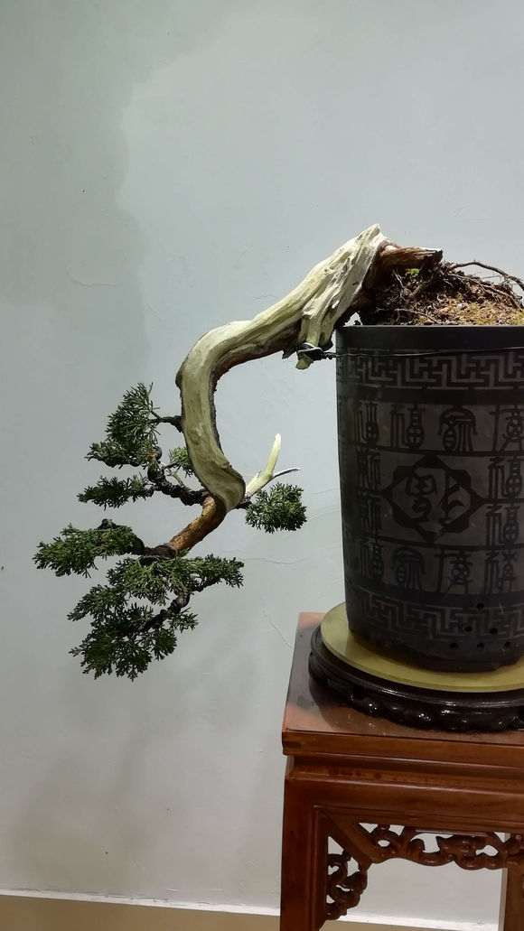 真柏下山桩初做 再养几年看看 图片