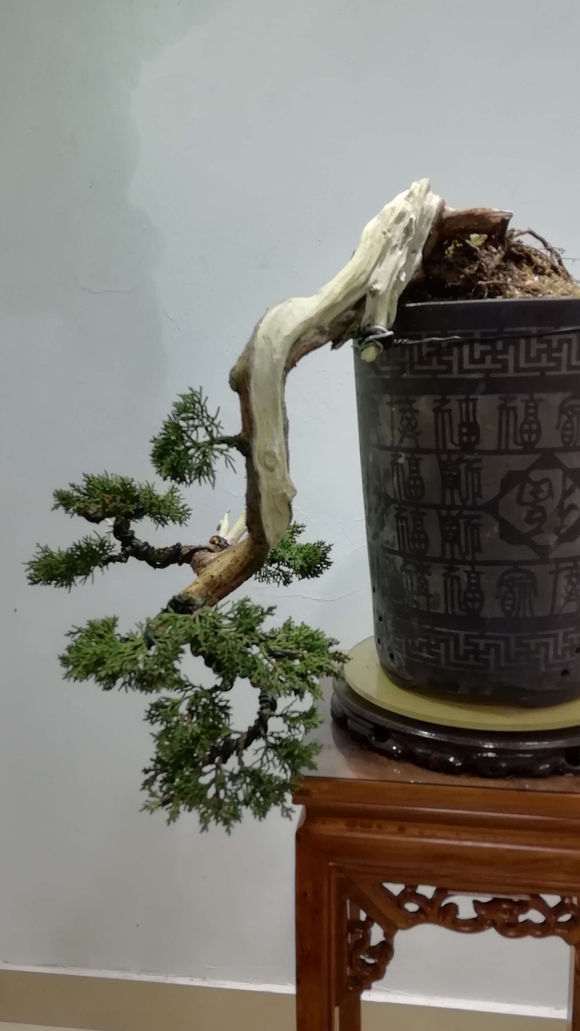 真柏下山桩初做 再养几年看看 图片