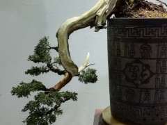 真柏下山桩初做 再养几年看看 图片