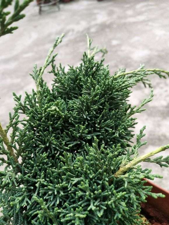 今天收到 云南珍珠柏下山桩 可以吗 图片