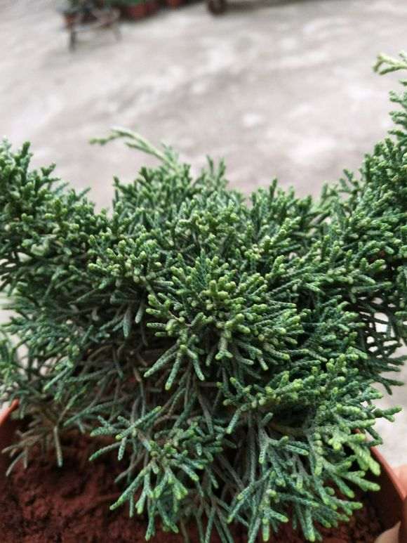 今天收到 云南珍珠柏下山桩 可以吗 图片