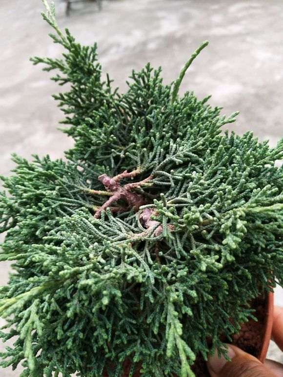 今天收到 云南珍珠柏下山桩 可以吗 图片
