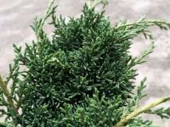 今天收到 云南珍珠柏下山桩 可以吗 图片