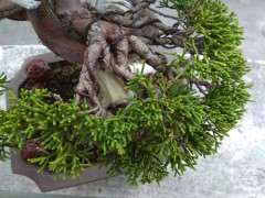 系鱼川真柏下山桩叶子有些发黄 图片