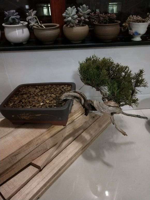 为什么多肉土壤不能种植真柏下山桩