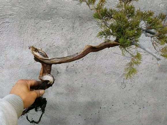 为什么多肉土壤不能种植真柏下山桩