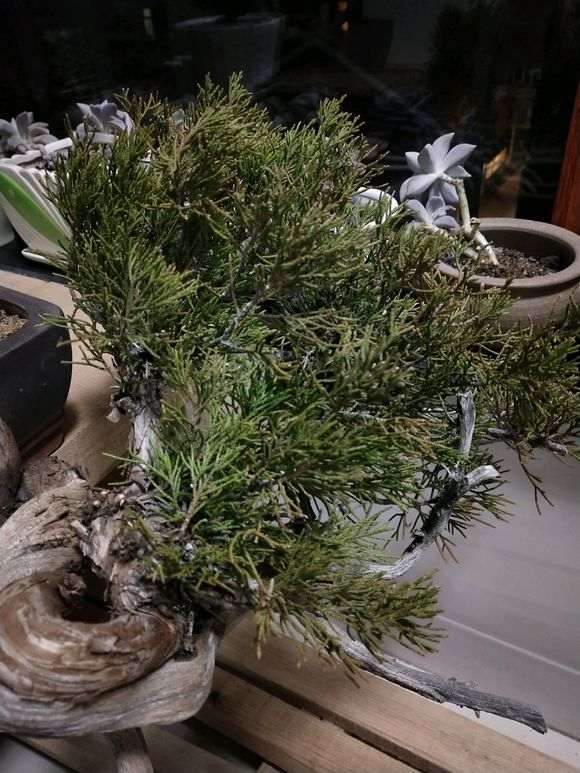 为什么多肉土壤不能种植真柏下山桩