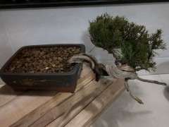 为什么多肉土壤不能种植真柏下山桩 图片