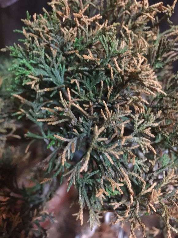 真柏下山桩一直好好的 突然大面积黄了