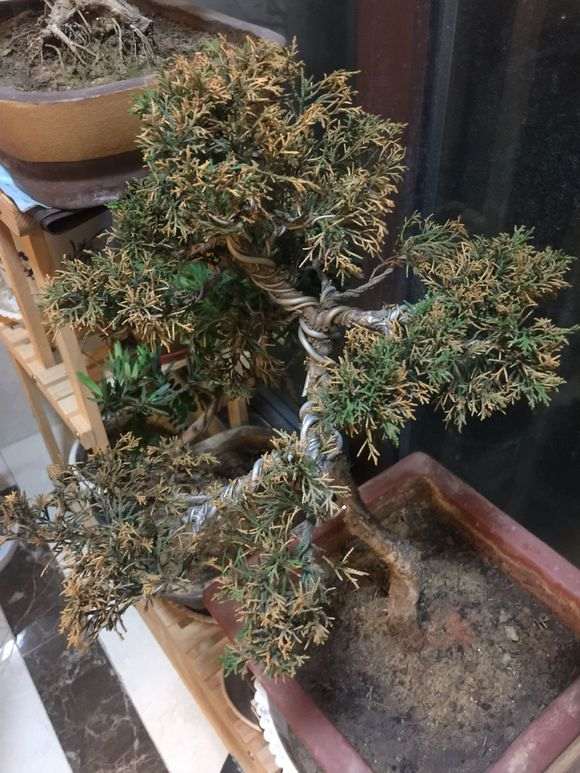 真柏下山桩一直好好的 突然大面积黄了