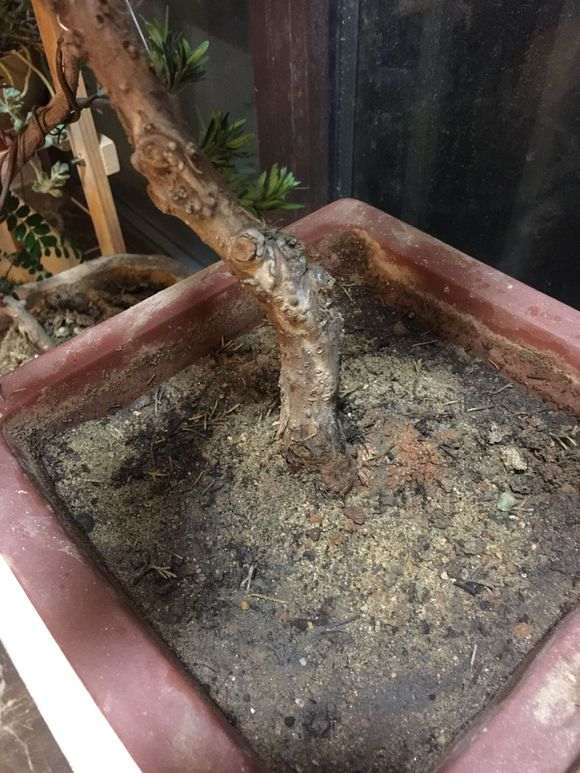 真柏下山桩一直好好的 突然大面积黄了