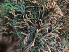 真柏下山桩一直好好的 突然大面积黄了