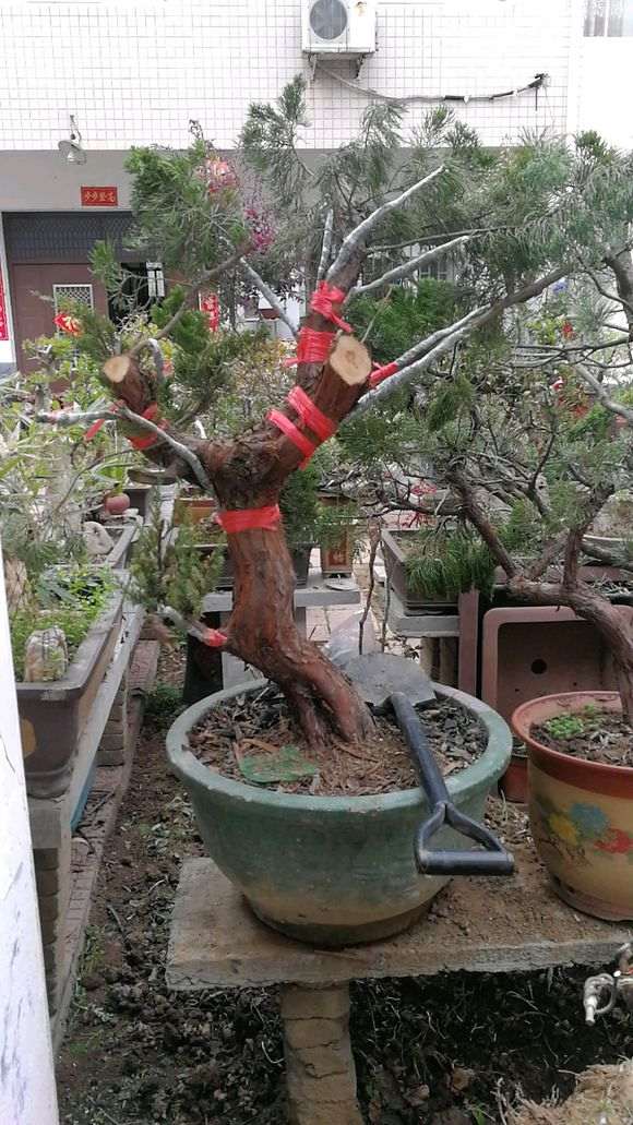 图解 怎么缠膜嫁接龙柏下山桩的方法