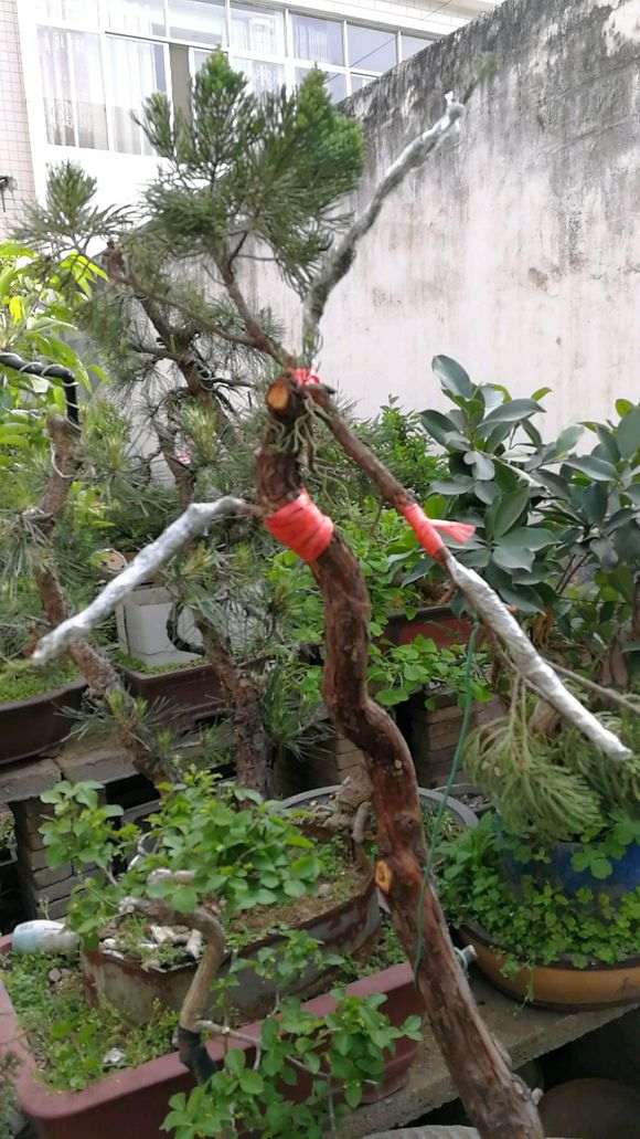 怎么缠膜嫁接龙柏下山桩的方法