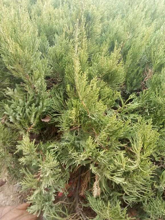 请问这是真柏下山桩吗