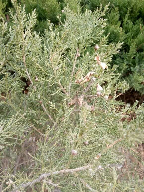 请问这是真柏下山桩吗