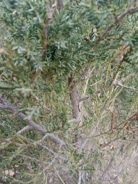 请问这是真柏下山桩吗