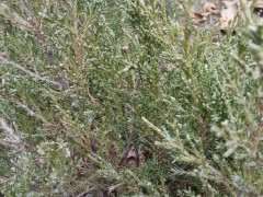 请问这是真柏下山桩吗 图片