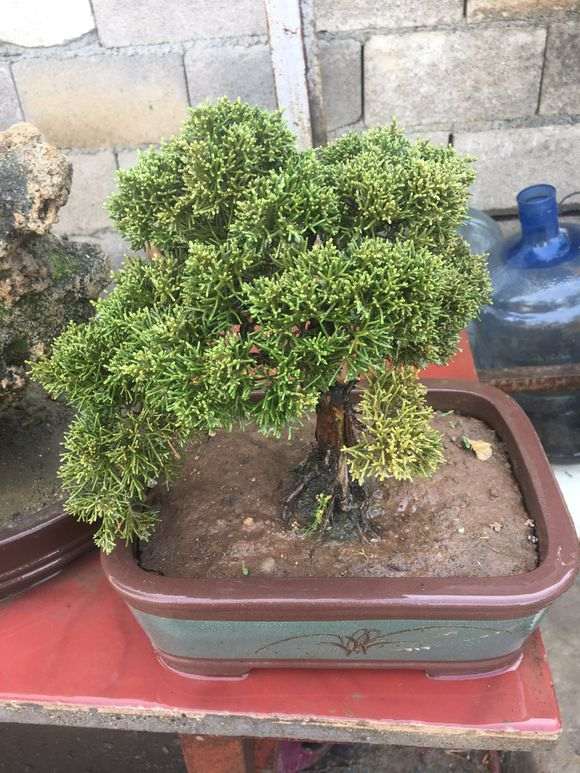 我的真柏下山桩叶子发黄