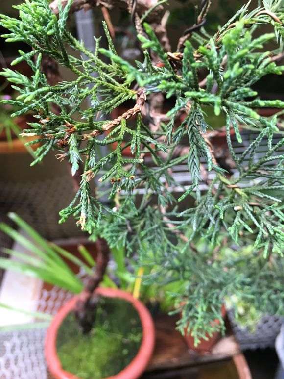 真柏下山桩刺化严重是什么原因 图片