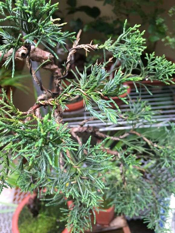 真柏下山桩刺化严重是什么原因 图片