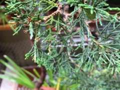 真柏下山桩刺化严重是什么原因 图片