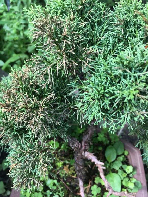 真柏下山桩正在慢慢枯死 什么原因 图片