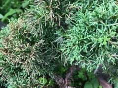 真柏下山桩正在慢慢枯死 什么原因 图片