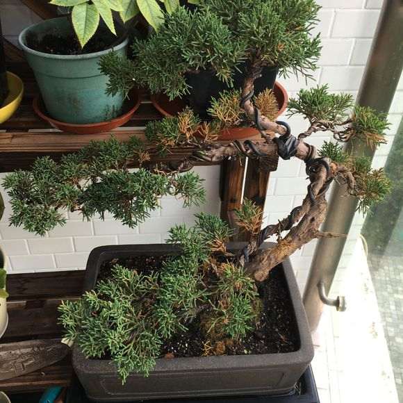 真柏下山桩叶子发黄 有救吗 图片