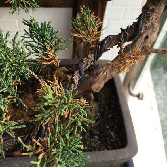 真柏下山桩叶子发黄 有救吗 图片