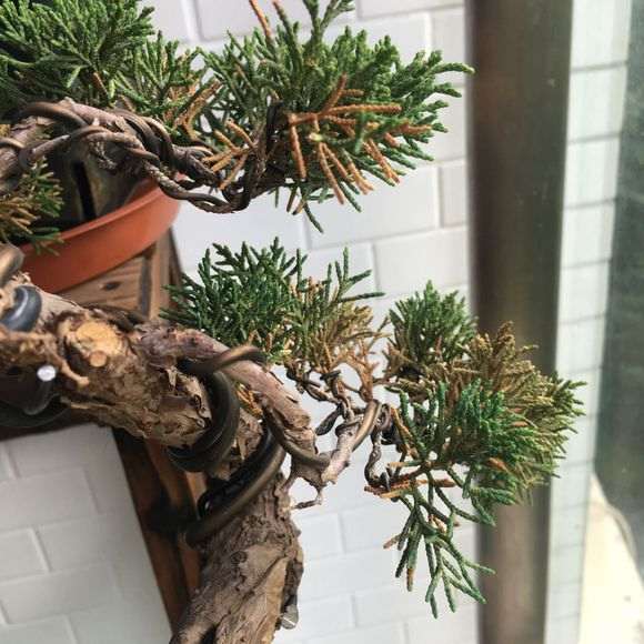 真柏下山桩叶子发黄 有救吗 图片