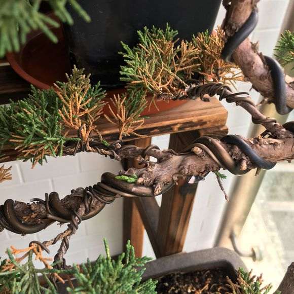 真柏下山桩叶子发黄 有救吗 图片