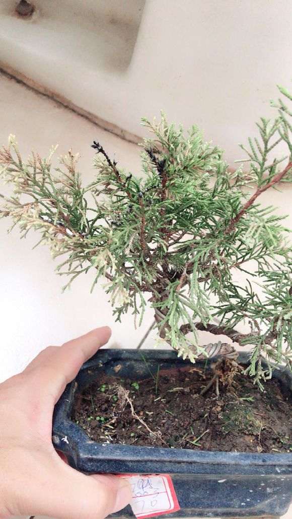 第一次养真柏下山桩 还有的救吗