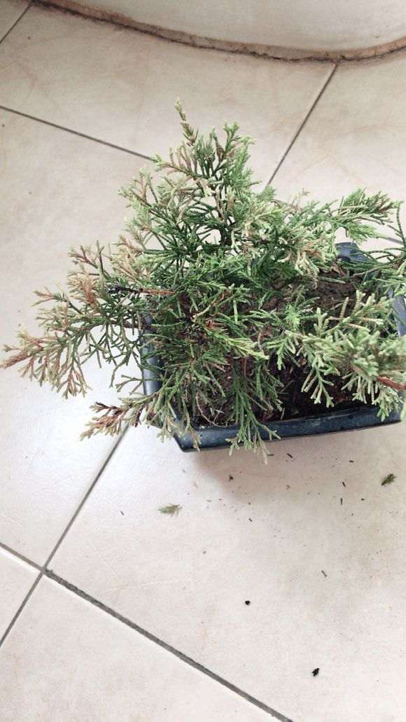 第一次养真柏下山桩 还有的救吗