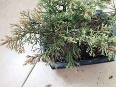 第一次养真柏下山桩 还有的救吗