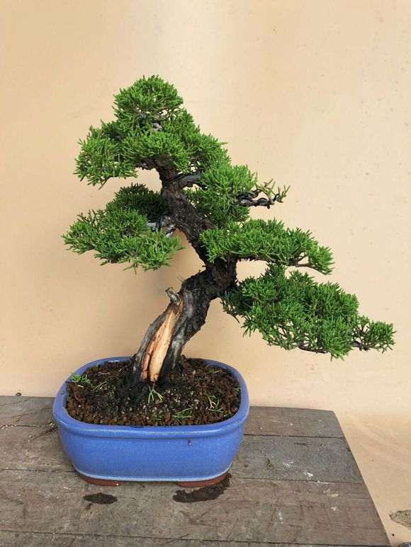 系鱼川真柏下山桩怎么可以快速生长