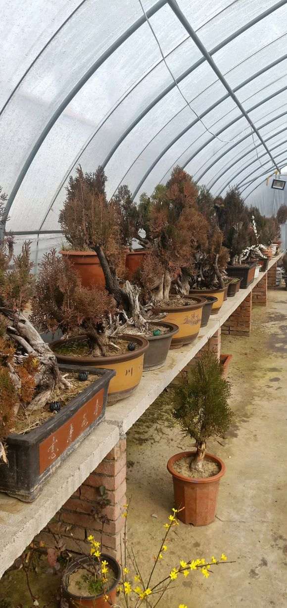 什么时间合适嫁接真柏下山桩