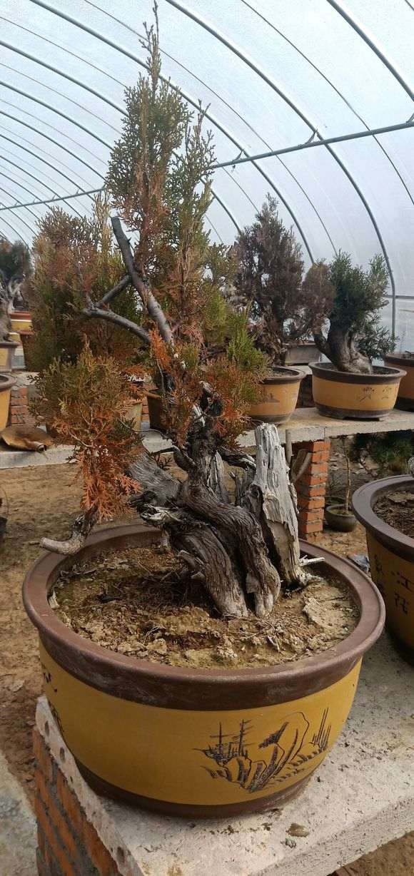 什么时间合适嫁接真柏下山桩