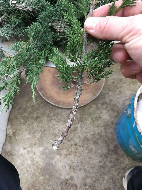 真柏下山桩怎么扦插的方法