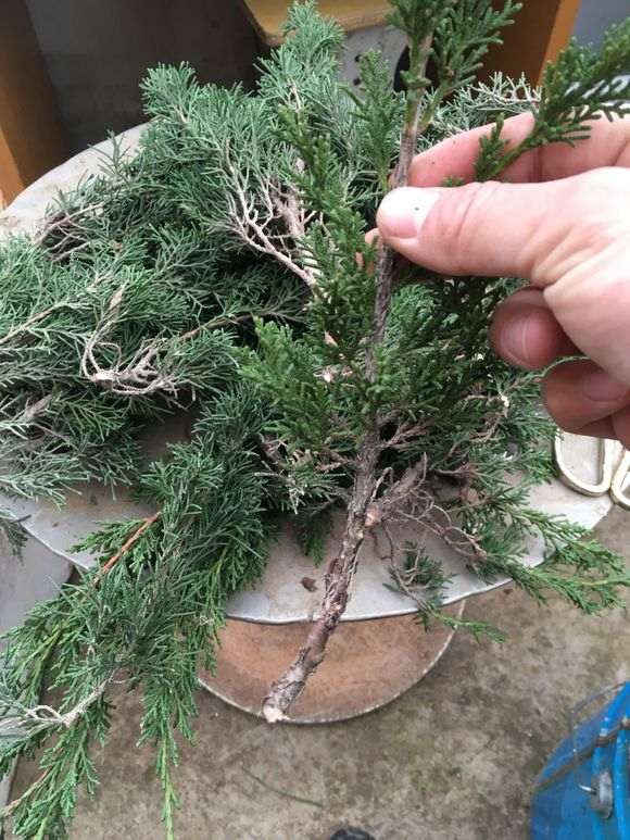 真柏下山桩怎么扦插的方法