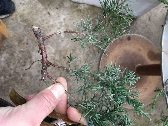 真柏下山桩怎么扦插的方法