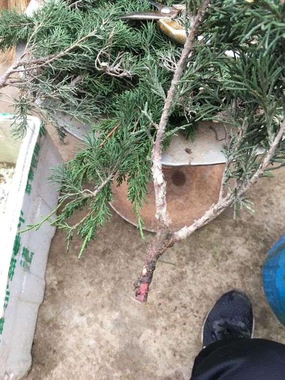 真柏下山桩怎么扦插的方法